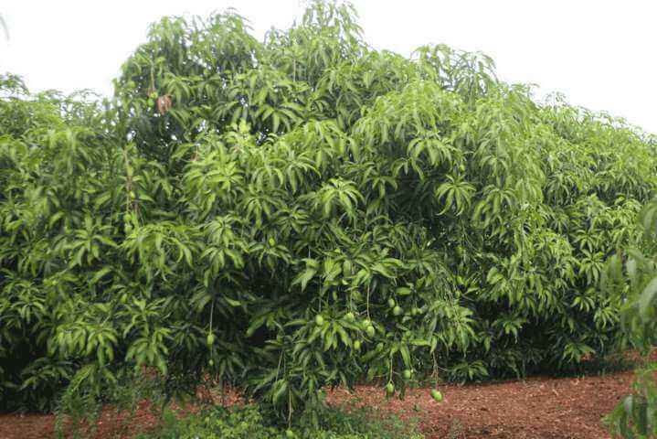 Mango Tree
