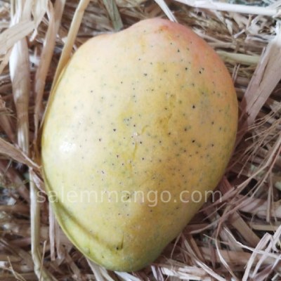 Premium Banganapalli / Safeda Mango
