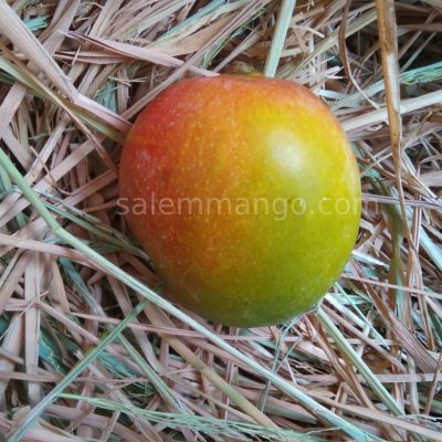 Sindhura Mango