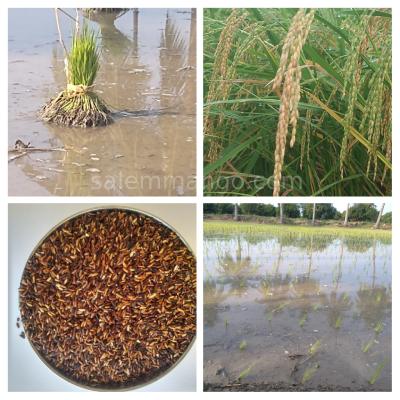 Traditional Rice & Ayurvedic